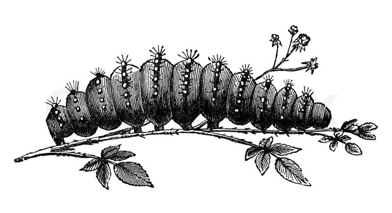 Caterpillar image